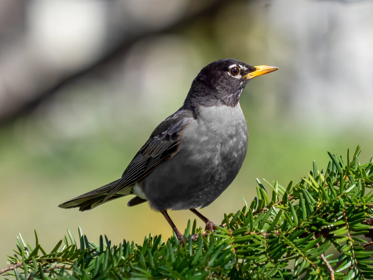 Bird Tone